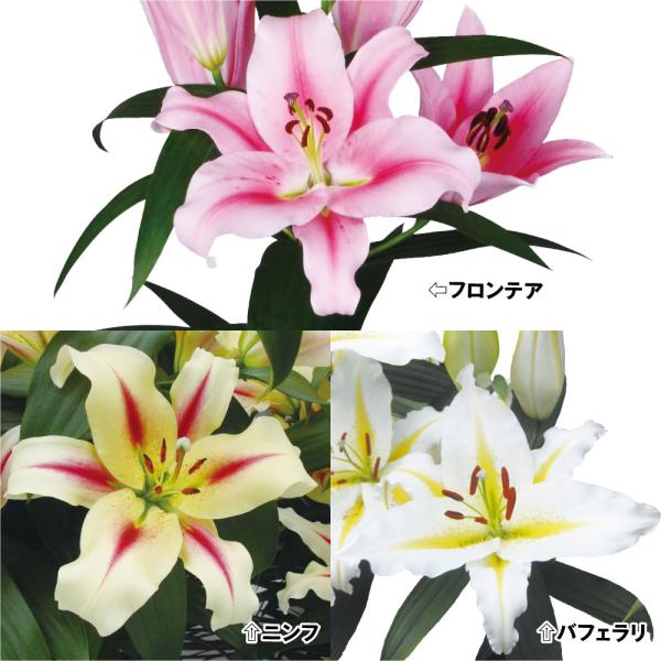 ●セット内容：ニンフ・フロンテラ・バフェラリ 各4球●学名・英名：Lilium●商品情報：性質強健で育てやすいオリエンタルユリ! カラフルな2色咲ユリのセット。●お届け状態：球根●開花期：6-7月●草丈：高(120cm-)：ニンフ中(80-...