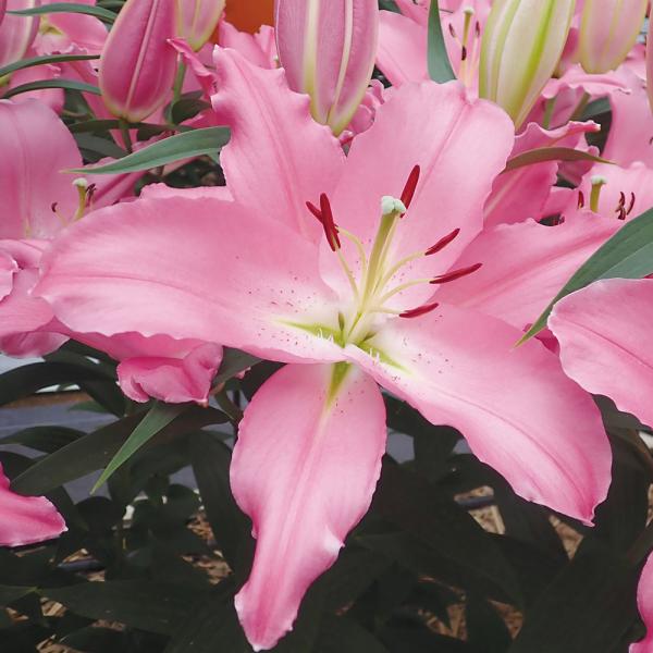 ●学名・英名：Lilium LiberTouch●商品情報：育てやすく、無花粉なので切花にも最適なユリ。鮮やかなピンクのオリエンタルユリです。芳香あり。●お届け状態：球根●開花期：6-7月●草丈：中(80-120cm)●耐寒性：強●日照：半...