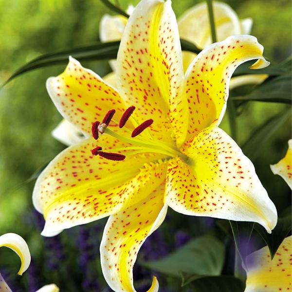 ●学名・英名：Lilium Tigermoon●商品情報：明るい黄色に斑点が入る賑やかなユリ。芳香あり。●お届け状態：球根●開花期：6-7月●草丈：中(80-120cm)●耐寒性：強●日照：半日陰●栽培適地：庭・鉢・切花●注意事項：※商品画...