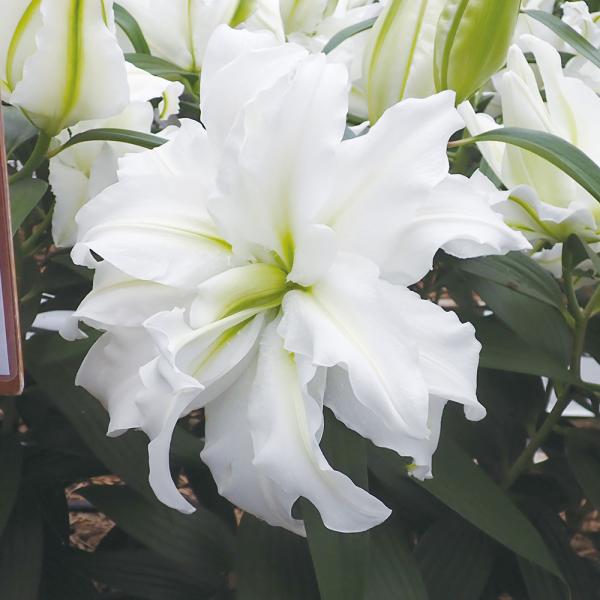 ●学名・英名：Lilium Aisha●商品情報：美しい八重咲のオリエンタルユリ。ローズリリーは他の八重咲品種に比べて茎が強く、オリエンタルユリでトップクラスの花もちを誇ります。●お届け状態：球根●開花期：6-7月●草丈：中(80〜120c...