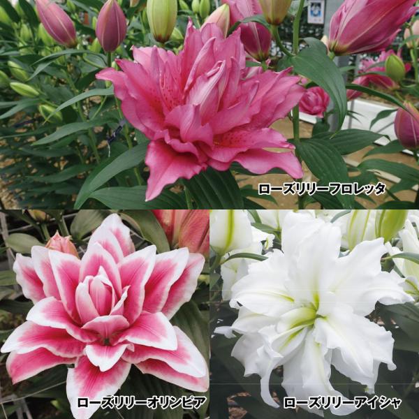 ●セット内容：ローズリリーオリンピア、ローズリリーアイシャ、ローズリリーフロレッタ 各2球●学名・英名：Lilium ●商品情報：美しい八重咲のオリエンタルユリ、無花粉育てやすい。●お届け状態：球根●開花期：6-7月●草丈：中(80〜120...