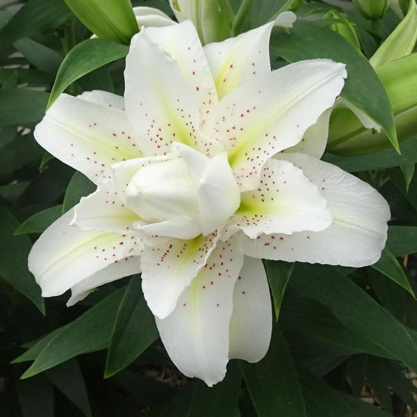 ●学名・英名：Lilium ●商品情報：ローズリリーは他の八重咲品種に比べて茎が強く、花ユリでトップクラスの花もちを誇ります。また、切花にしても主張しすぎないマイルドな香りが魅力的で、花粉も出ません。べランダ・鉢植え向きのユリの為、コンパク...