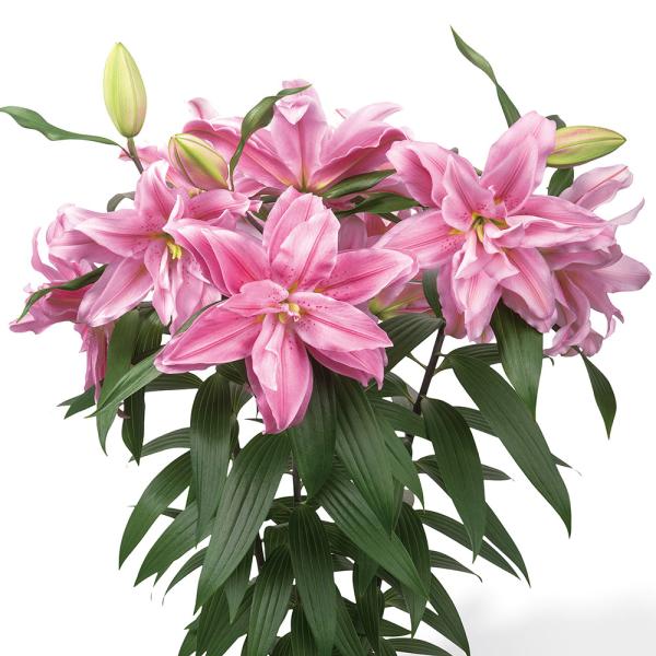 ●学名・英名：Lilium ●商品情報：ローズリリーは他の八重咲品種に比べて茎が強く、花ユリでトップクラスの花もちを誇ります。また、切花にしても主張しすぎないマイルドな香りが魅力的で、花粉も出ません。べランダ・鉢植え向きのユリの為、コンパク...