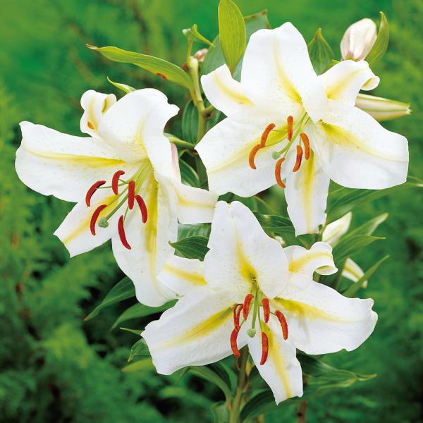 ●学名・英名：Lilium auratum●商品情報：伊豆諸島原産。花径30cmにも及ぶ大輪花を咲かせる原種ユリ。雄大かつ美麗な花姿と、濃厚な香りが魅力です。●お届け状態：球根●開花期：7月●草丈：80-120cm●花径：26cm●耐寒性：...