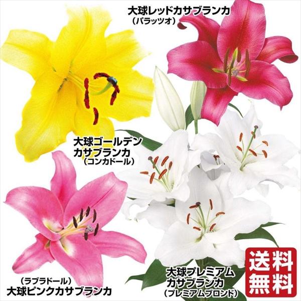 ●セット内容：プレミアムカサブランカ、ピンクカサブランカ、ゴールデンカサブランカ、レッドカサブランカ 各4球●学名・英名：Lilium●商品情報：圧倒的人気を誇るカサブランカシリーズセット。良い香りのする大きなユリを咲かせます。●お届け状態...