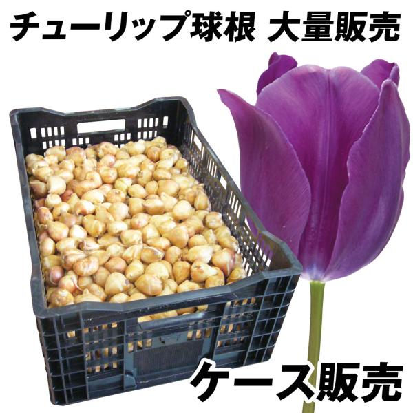 チューリップ球根 大球900球ケース販売の魅力と育て方
