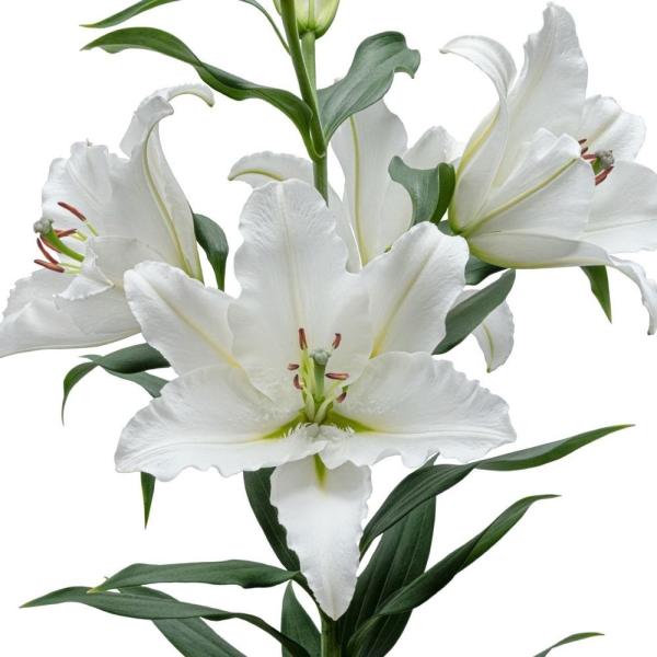 ●学名・英名：Lilium Skymaster●商品情報：育てやすく、しかも無花粉なので切花に最適なユリ。芳香あり。●お届け状態：球根●開花期：6-7月●草丈：中(80-120cm)●耐寒性：強●日照：半日陰●栽培適地：庭・鉢・切花●注意事...