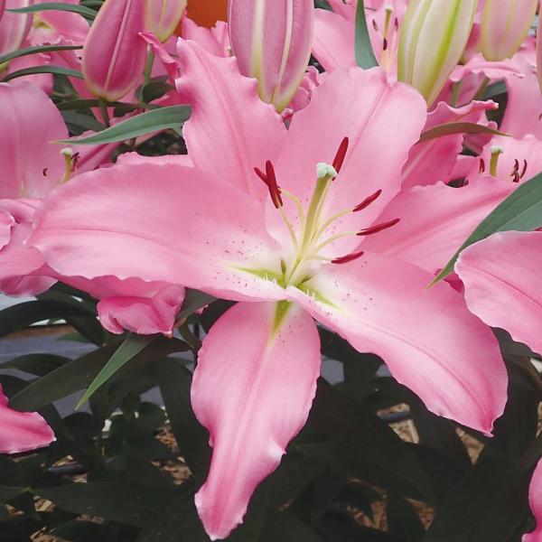 ●学名・英名：Lilium LiberTouch●商品情報：育てやすく、無花粉なので切花にも最適なユリ。鮮やかなピンクのオリエンタルユリです。芳香あり。●お届け状態：球根●開花期：6-7月●草丈：中(80-120cm)●耐寒性：強●日照：半...