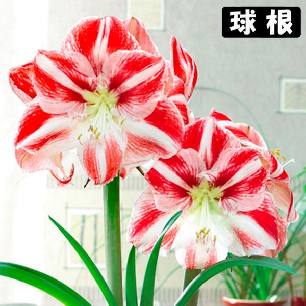 ●学名・英名：Hippeastrum Crown●商品情報：2月から5月に咲くアマリリスの球根。紅白の一重咲きアマリリスです。球根の上部3分の1程度出るくらいの浅さで鉢に植え付けます。水をやると成長がスタート! ●お届け状態：球根 (球周:...