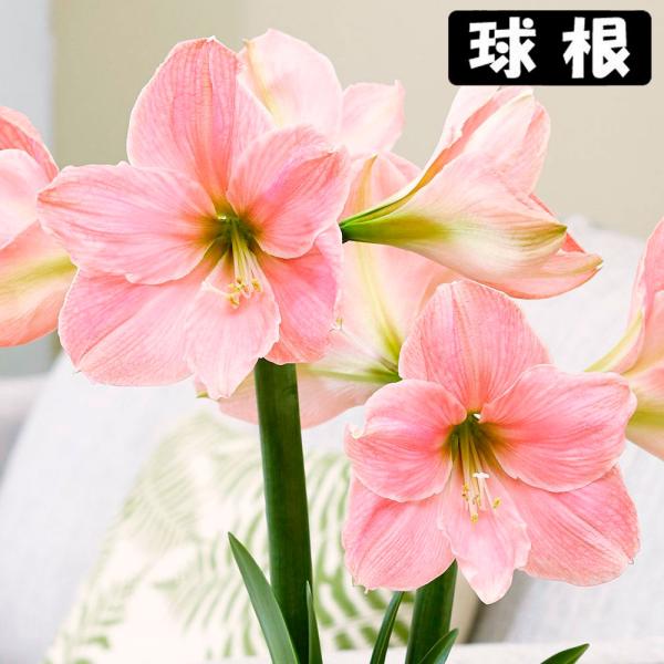 ●学名・英名：Hippeastrum Sweet Star●商品情報：2月から5月に咲くアマリリスの球根。淡い桃色の一重咲きアマリリスです。球根の上部3分の1程度出るくらいの浅さで鉢に植え付けます。水をやると成長がスタート! ●お届け状態：...