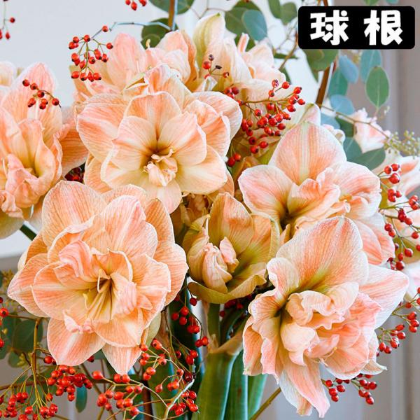 ●学名・英名：Hippeastrum Exotic Nymph (Exnym)●商品情報：2月から5月に咲くアマリリスの球根。球根の上部3分の1程度出るくらいの浅さで鉢に植え付けます。水をやると成長がスタート! ●お届け状態：球根 (球周:...