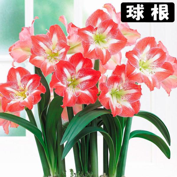 ●学名・英名：Hippeastrum Minerva●商品情報：2月から5月に咲くアマリリスの球根。大輪一重咲きアマリリスです。球根の上部3分の1程度出るくらいの浅さで鉢に植え付けます。水をやると成長がスタート! ●お届け状態：球根 (球周...