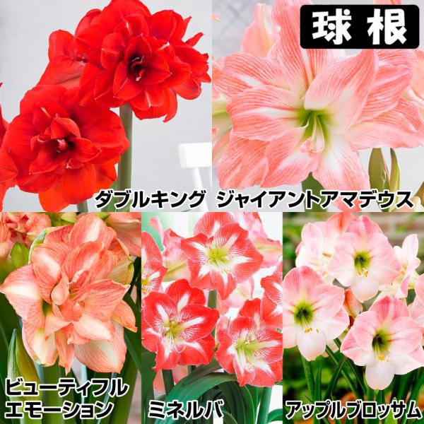 ●セット内容：ダブルキング・ジャイアントアマデウス・ビューティフルエモーション・ミネルバ・アップルブロッサム 各1球●学名・英名：Hippeastrum●商品情報：2月から5月に咲くアマリリスの球根。球根の上部3分の1程度出るくらいの浅さで...