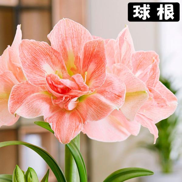 ●学名・英名：Hippeastrum lovelynymph●商品情報：2月から5月に咲くアマリリスの球根。球根の上部3分の1程度出るくらいの浅さで鉢に植え付けます。水をやると成長がスタート! ●お届け状態：球根 (球周: 約26cm)●栽...