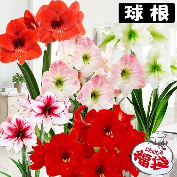 ●学名・英名：Hippeastrum●商品情報：2月から5月に咲くように開花促進処理をしたアマリリスの球根。一重咲きアマリリスを集めたお買得な福袋企画です。球根の上部３分の１程度出るくらいの浅さで鉢に植え付けます。水をやると成長がスタート!...