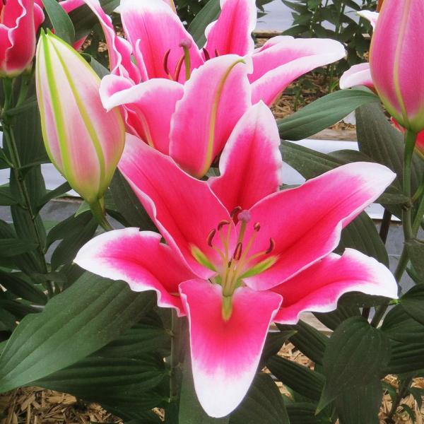 ●学名・英名： Lilium Liber Edge●商品情報：無花粉ユリ。白覆輪が美しいオリエンタルユリ。芳香あり。●お届け状態：球根●開花期：6-7月●草丈：中(80-120cm)●耐寒性：強●日照：半日陰●栽培適地：庭・鉢・切花●注意事...