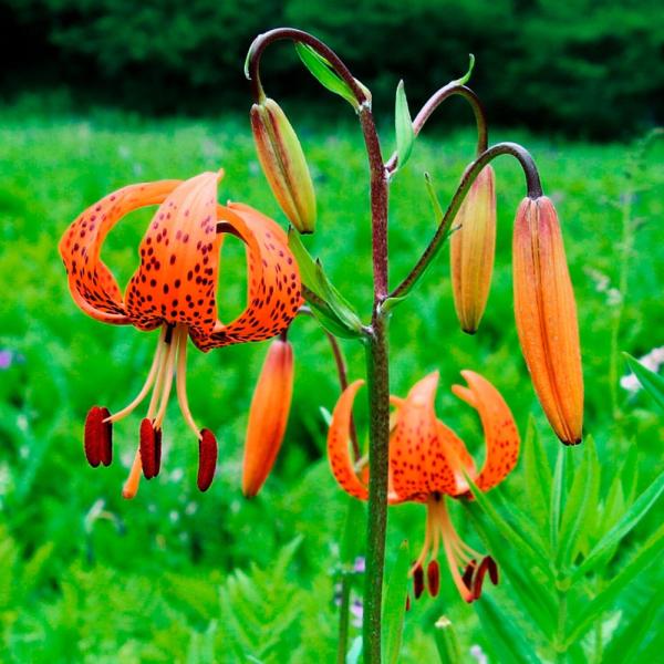 ●学名・英名： Lilium leichtlinii var. maximowiczii●商品情報：オレンジ色の花弁が反り返った花を夏に咲かせるユリ。オニユリより小ぶりの花を咲かせます。●お届け状態：球根●開花期：7-8月●草丈：100-1...