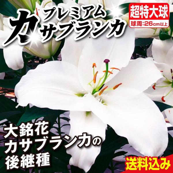 ●学名・英名：Lilium Casablanca●商品情報：良い香りがするオリエンタルユリ。ユリの王様カサブランカの後継品種です。宮崎県の自社農場で大量生産＆徹底管理しており、安さ日本一に挑戦しているお買い得カサブランカシリーズ!! ●お届...