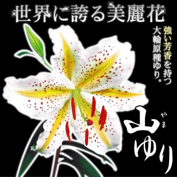 ●学名・英名：Lilium auratum●商品情報：とりわけ強い芳香を放ち、圧倒的迫力を持って雄大に咲き誇る巨大輪ゆり。白地の花弁に黄色のスジと赤褐色の斑点が入る花姿は、見る者すべてを魅了します。●お届け状態：球根●開花期：7月●草丈：1...