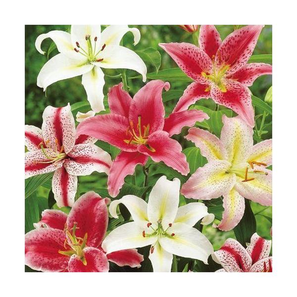 ●商品情報：人気品種：プレミアムカサブランカ（プレミアムブロンド）が必ず入る！花ユリ球根の詰め合わせを激安価格でご提供!!品種がたくさんあって選びきれないあなたにオススメです。●お届け状態：球根●開花期(約)：6〜7月●耐寒性：強●日照：半...