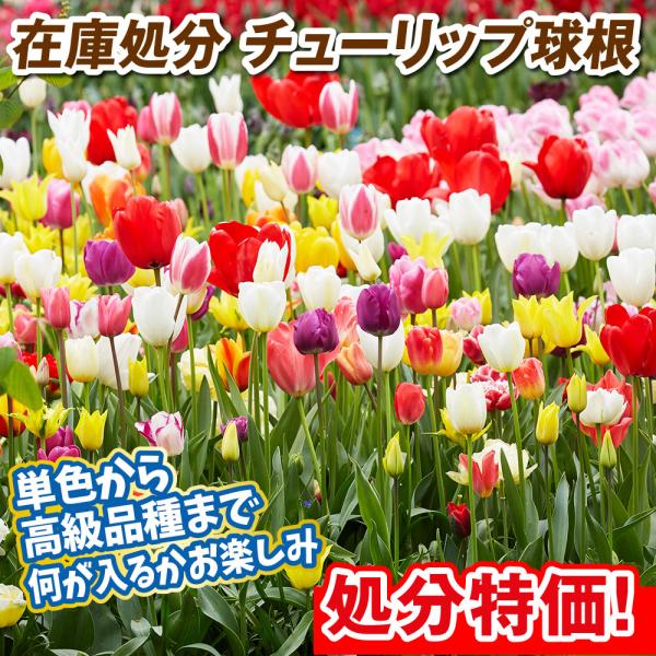 ●学名・英名：Tulipa●商品情報：何が入るかわからない！あまりものを詰め込んだ在庫処分の大特価チューリップ球根！超激安大特価。残り物には福がある…かも！？ユリ科。※寒冷地で栽培される場合、植付け適期を過ぎているため生育不良になる可能性が...
