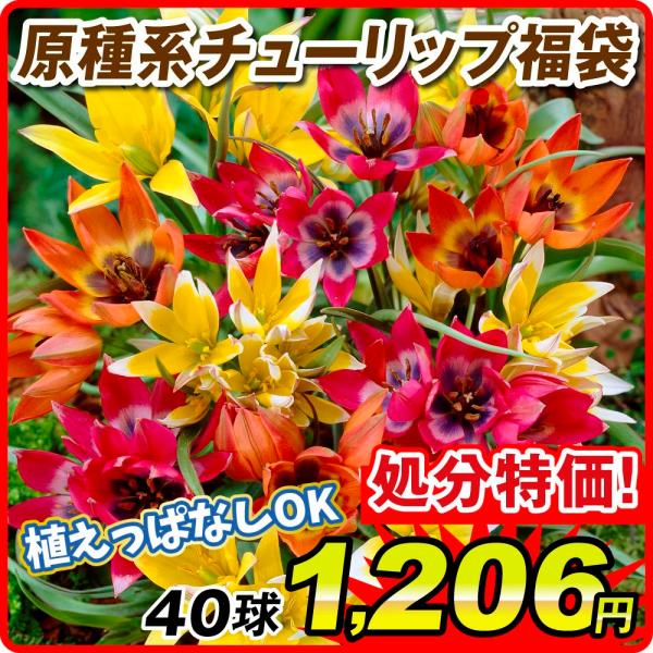 ●学名・英名：Tulipa ●商品情報：一般的な交配種のチューリップより性質が強く、2〜3年植えっぱなしでもOKな原種系チューリップの福袋。どんな原種系チューリップが届くかは咲いてからのお楽しみ♪ ユリ科。※寒冷地で栽培される場合、植付け適...