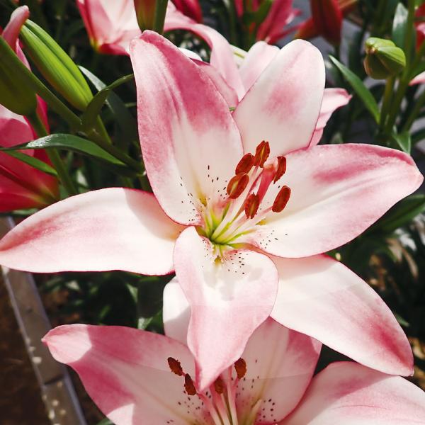 ●学名・英名：Lilium Couplet●商品情報：個性的な花色が美しい2色咲すかしユリ! 丈夫で切花に最適です。●お届け状態：球根●開花期：6月●草丈：中(80-120cm)●耐寒性：強●日照：日なた●栽培適地：庭・鉢・切花●注意事項：...