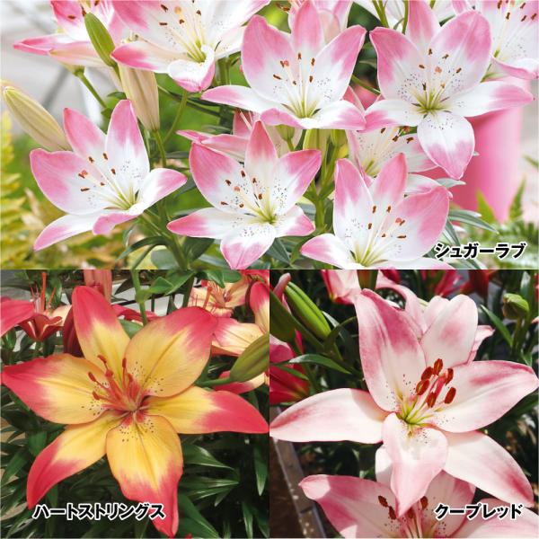 ●セット内容：シュガーラブ・ハートストリングス・クープレッド 各4球●学名・英名：Lilium●商品情報：個性的な花色が美しい2色咲きのすかしユリ。●お届け状態：球根●開花期：6月●耐寒性：強●日照：日なた●栽培適地：庭・鉢・切花●注意事項...