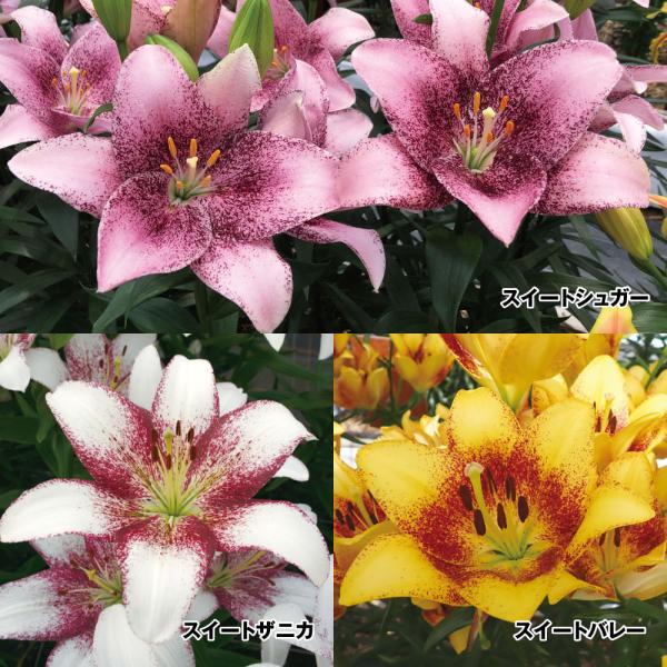 ●セット内容：スイートバレー・スイートシュガー・スイートザニカ 各4球●学名・英名：Lilium●商品情報：個性的な2色のコントラストが美しいすかしユリ!●お届け状態：球根●開花期：6月●草丈：中(80-120cm)●耐寒性：強●日照：日な...