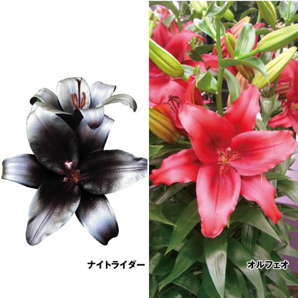●セット内容：オルフェオ・ナイトライダー 各4球●学名・英名：Lilium●商品情報：上向きの花姿が美しいすかしユリのセット●お届け状態：球根●開花期：6月●草丈：中(80-120cm)●耐寒性：強●日照：日なた●栽培適地：庭・鉢・切花●注...