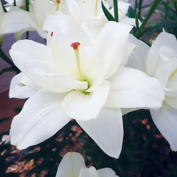 ●学名・英名：Lilium Belvedere●商品情報：華やかな八重咲きすかしユリ。無花粉だからお手入れらくらく。●お届け状態：球根●開花期：6月●草丈：中(80-120cm)●耐寒性：強●日照：日なた●栽培適地：庭・鉢・切花●注意事項：...