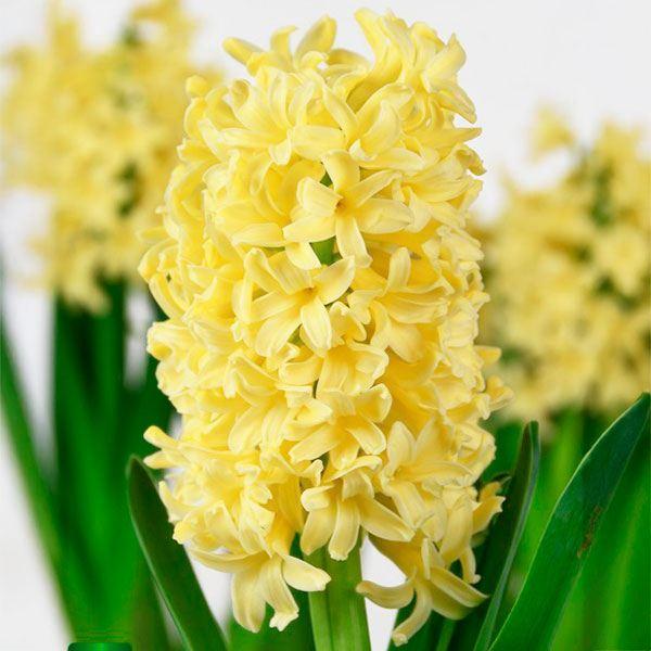 ●学名・英名：Hyacinthus orientalis Yellowstone●商品情報：春の花壇や寄せ植えに引っ張りだこなヒヤシンス。花は良い香りがします。キジカクシ科。原産は地中海東部。●お届け状態：球根 (球周: 約14cm)※花色...