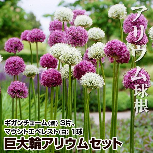 セット内容ギガンチューム 3片、マウントエベレスト 1球●学名・英名：Allium ●商品情報：花径約15cmの巨大輪を咲かせる迫力満点のアリウムセット。耐寒・耐暑性に優れ、強健で育てやすい。高温多湿に弱いため、水はけの良い砂質土壌の涼しい...