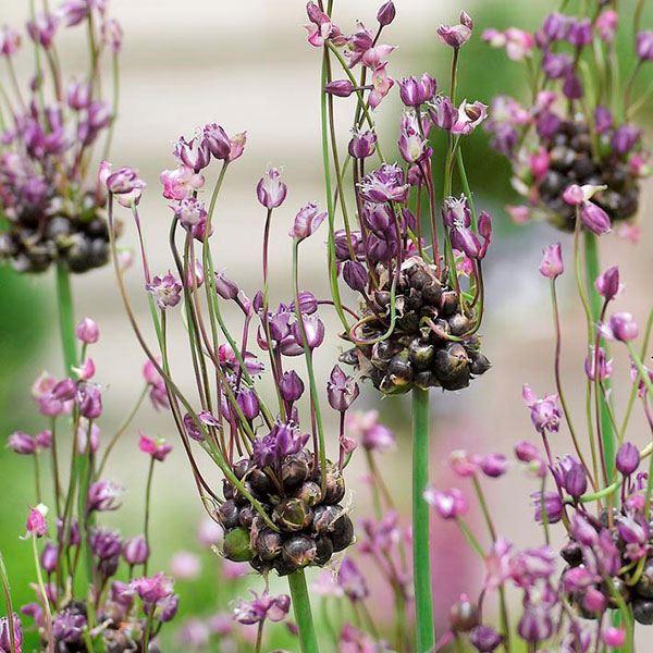 ●学名・英名：Allium scorodoprasum ‘Art’●商品情報：くねくねしていて、アリウムとは思えないユニークな花姿。 耐寒・耐暑性に優れ、強健で育てやすい。植えっぱなしでも毎年開花します。ヒガンバナ科。●お届け状態：球根 (...