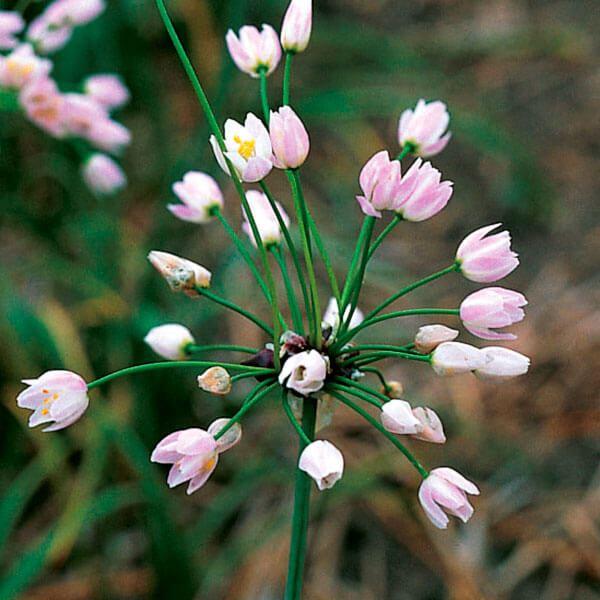 ●学名・英名：Allium Roseum●商品情報：濃淡のグラデーションが小型アリウム。花径約6cm。耐寒・耐暑性に優れ、強健で育てやすい。植えっぱなしでも毎年開花します。ヒガンバナ科。●お届け状態：球根 (球周:約4cm)●開花期(約)：...