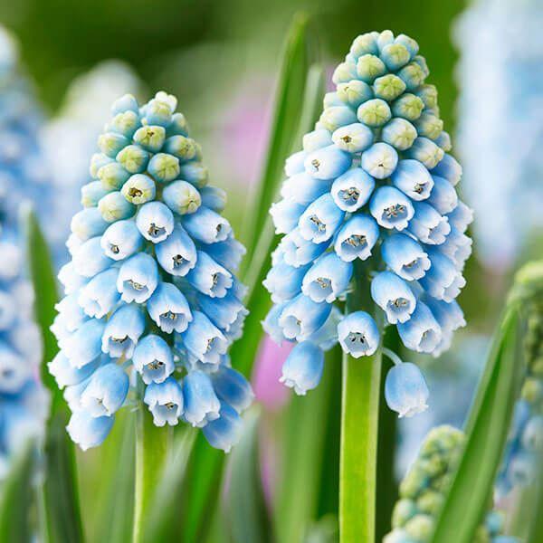 ●学名・英名：Muscari Aqua Magic●商品情報：爽やかなアクアブルーが美しいムスカリ。寄せ植えや花壇の縁取りにも人気のムスカリ。特にチューリップとの相性抜群です。強健で手間いらずで植えっぱなしOK!! キジカクシ科。●お届け状...