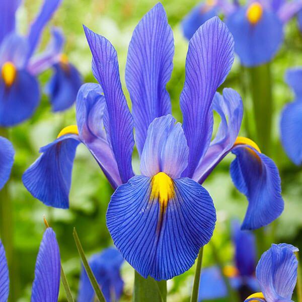 ●学名・英名：Iris x hollandica●商品情報：ダッチアイリスは花もちの良さで大人気!! 切花にオススメ。アヤメ科。●お届け状態：球根 (球周:約7cm)●開花期(約)：4-6月●草丈(約)：40-60cm●耐寒性：中 ※冬は霜...