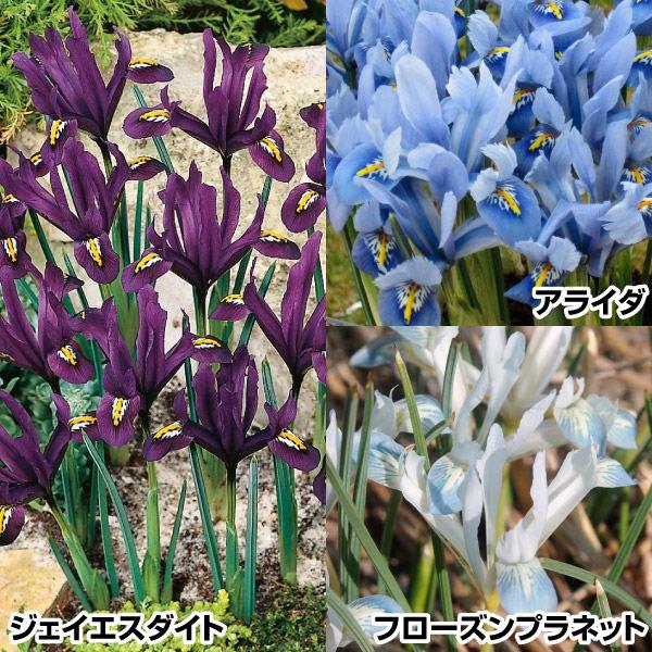 セット内容アライダ・フローズンプラネット・ジェイエスダイト 各10球●学名・英名：Iris reticulata Alida●商品情報：草丈が低いアイリス。育てやすさと愛らしさで大人気!  普通のアイリスより約1か月早く開花します。アヤメ科...