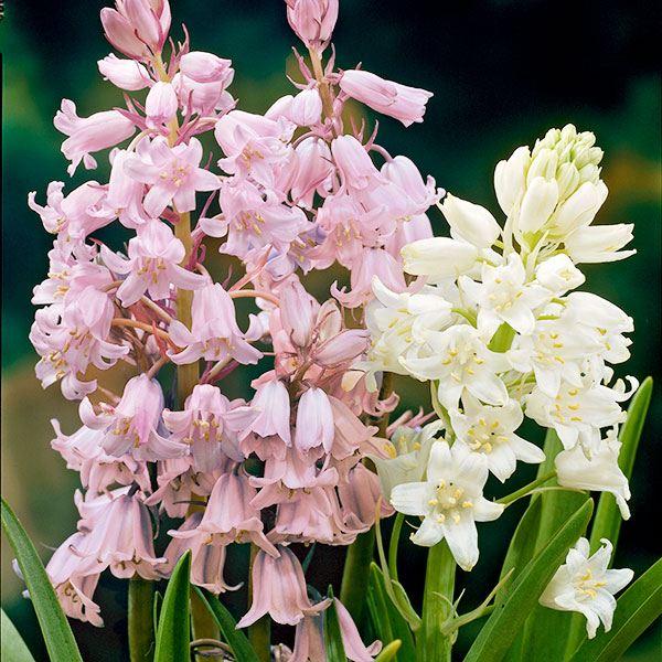 セット内容：桃花、白花 /各10球●学名・英名：Hyacinthoides hispanica (Scilla campanulata)●商品情報：植えっぱなしOK!! 可憐なベル形花。性質は強健で育てやすい。クサスギカズラ科。別名：シラー...