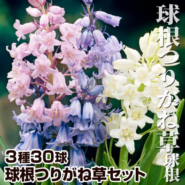 セット内容：青花、桃花、白花 /各10球●学名・英名：Hyacinthoides hispanica (Scilla campanulata)●商品情報：植えっぱなしOK!! 可憐なベル形花。性質は強健で育てやすい。クサスギカズラ科。別名：...