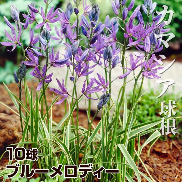 ●学名・英名：Camassia quamash Blue Melody●商品情報：すらりとした花茎に星のような形をした紫花をさかせるカマシアの球根。ブルーメロディーは斑入り斑です。クサスギカズラ科。耐寒・耐暑性があり丈夫で育てやすい。●お届...