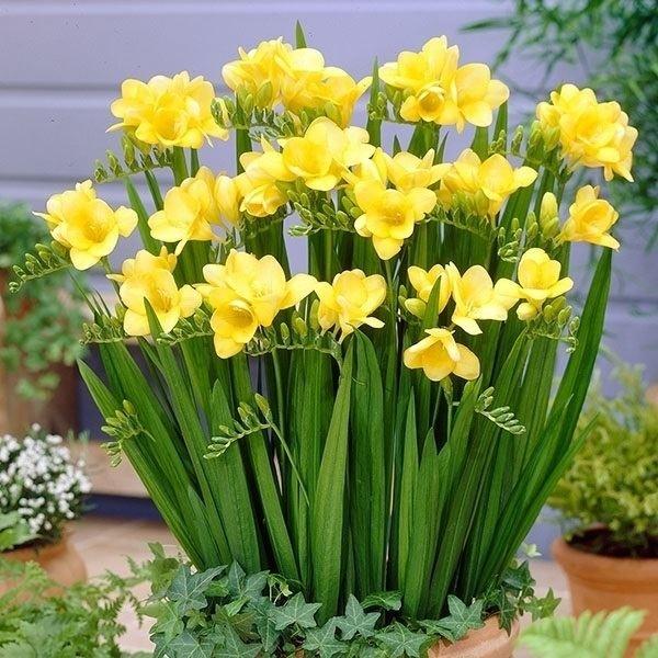 ●学名・英名：Freesia●商品情報：フリージアは香り高く切花としても人気!! つぼみが咲き進み、長くお花を楽しめます。アヤメ科。●お届け状態：球根 (開花見込みサイズ)※他の花色とサイズが異なる場合があります。●開花期(約)：3-5月※...