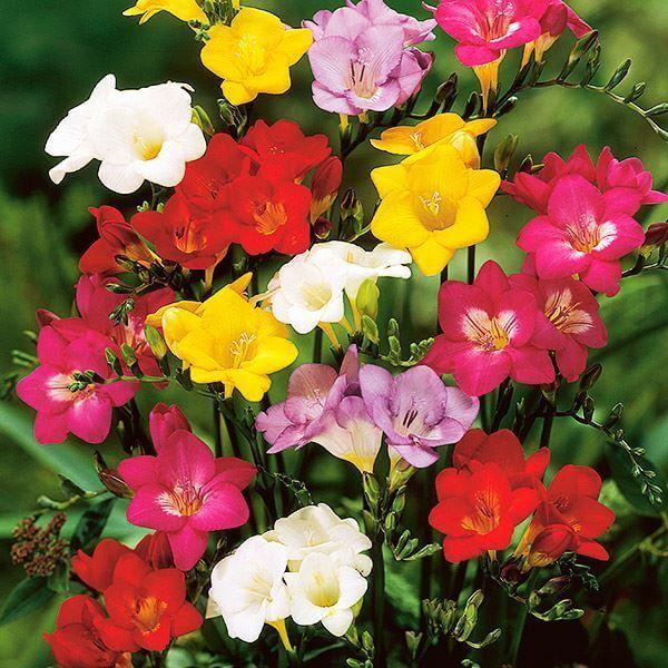 セット内容：赤・白・黄・桃・紫 各5球●学名・英名：Freesia●商品情報：フリージアは香り高く切花としても人気!! つぼみが咲き進み、長くお花を楽しめます。アヤメ科。●お届け状態：球根 (開花見込みサイズ)※他の花色とサイズが異なる場合...