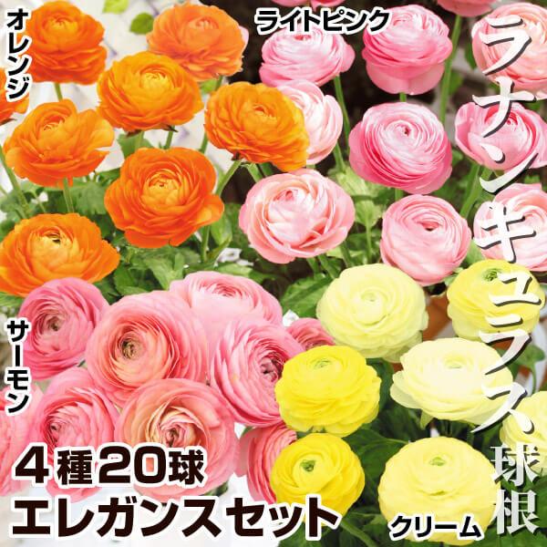 セット内容エレガンス ライトピンク、エレガンス オレンジ、エレガンス サーモン、エレガンス クリーム 各5球●学名・英名：Ranunculus Elegance●商品情報：色鮮やかな花弁が幾重にもなり、ボリューム満点な大輪ラナンキュラス。花...