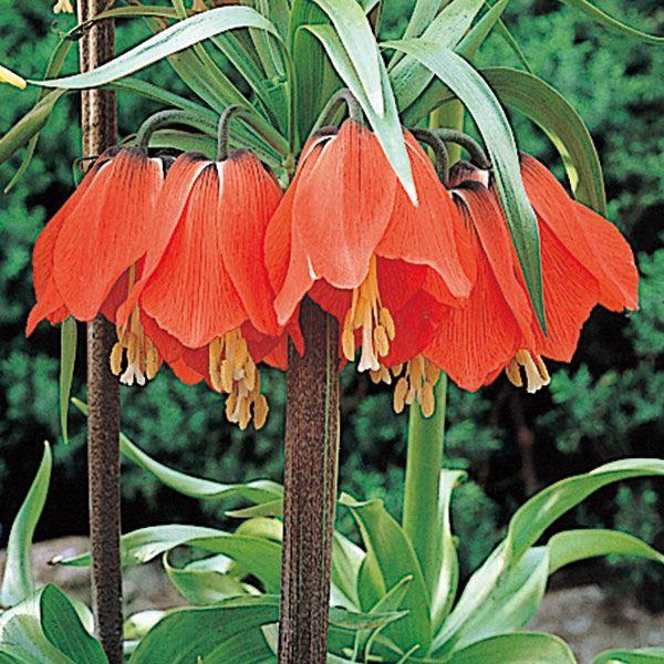 ●学名・英名：Fritillaria imperialis Rubra●商品情報：皇帝の王冠とも称される大型のフリチラリア。釣鐘形の花を下向きに咲かせ、まるでシャインデリアのように豪華 ! お庭の主役にふさわしい堂々たる存在感です。ユリ科。...