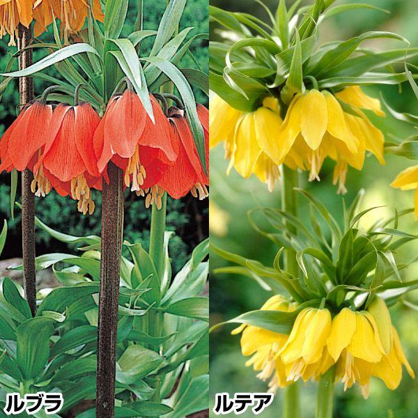 セット内容：ルテア・ルブラ 各1球●学名・英名：Fritillaria imperialis●商品情報：皇帝の王冠とも称される大型のフリチラリア。釣鐘形の花を下向きに咲かせ、まるでシャインデリアのように豪華 ! お庭の主役にふさわしい堂々た...