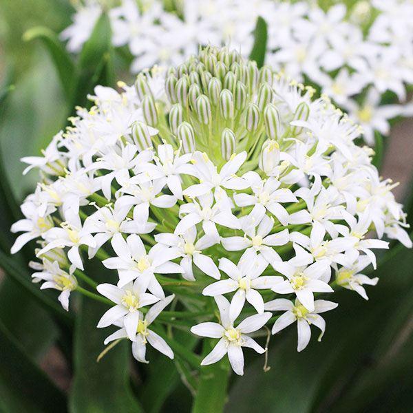 ●学名・英名：Scilla peruviana●商品情報：小花がギュッと集まって咲くシラーの球根。シラーのなかではやや大型になる種。別名「オオツルボ」。●お届け状態：球根（球周：約14cm）●開花期(約)：4-6月●草丈(約)：20-40c...