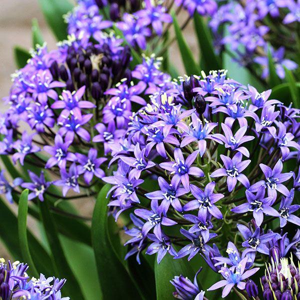 ●学名・英名：Scilla peruviana●商品情報：小花がギュッと集まって咲くシラーの球根。シラーのなかではやや大型になる種。別名「オオツルボ」。●お届け状態：球根（球周：約14cm）●開花期(約)：4-6月●草丈(約)：20-40c...