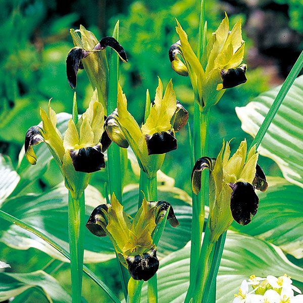 ●学名・英名：Hermodactylus tuberosus imperata●商品情報：黄緑と黒色が織りなすミステリアスカラーが目を惹くアヤメの仲間。珍しい花がお好みの方必見です!! アヤメ科。●お届け状態：球根（開花見込みサイズ）●開花...