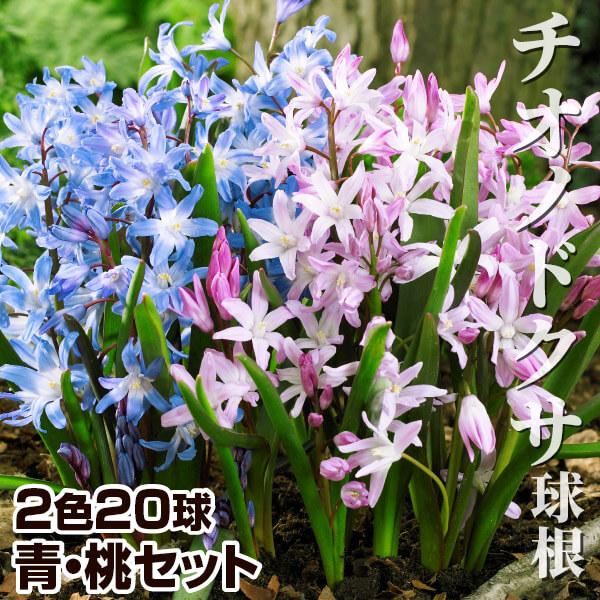 セット内容青花 10球・桃花 10球●学名・英名：Chionodoxa forbesii●商品情報：チオノドクサは草丈低く、かわいい花を沢山さかせます。密植栽培するととっても華やか。耐寒性が大変強く、植えっぱなしOK!! ●お届け状態：球根...